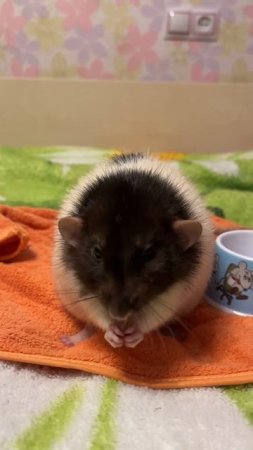 Емелька карамелька красота😍 #rat #animal #животные #крысы