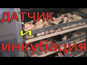 Датчик на яйцо и хорошая инкубация