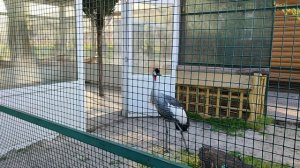 Венценосный журавль