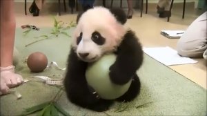 я жадина панда )