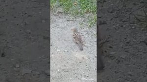 Из за синего лесочка из далёких из полей прилетает воробей.👍😄🐦.