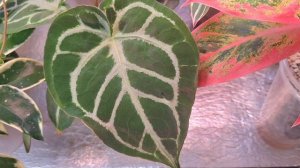 Обзор моих любимых растений на полке