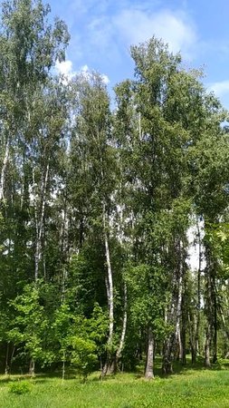 Березы в парке в солнечный день