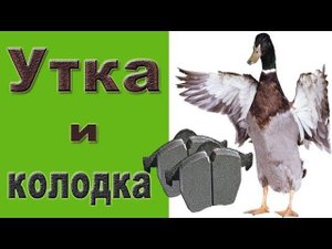 Как выбрать утку для забоя?