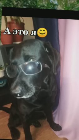 Шерстяное семейство