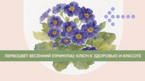 🌼 Первоцвет весенний или примула: ключ к здоровью и красоте 🌼