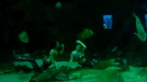 Шоу русалок в океанариуме Сочи-Адлер.2017