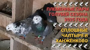 🔥🔥🔥 Племенные пары голубей сезона 2025. Сплошные из Чалтыря и Ханженково. Николаевские голуби.