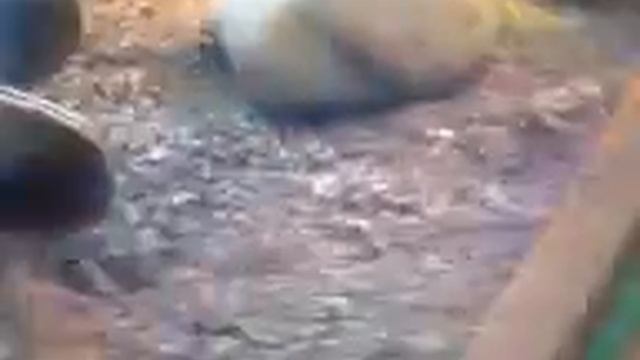 Diacamma Rugosum - Tote Arbeiterin смотреть онлайн