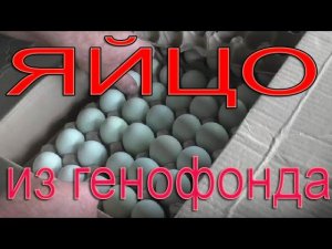 Инкубационное яйцо из генофонда | Какие породы кур купил?