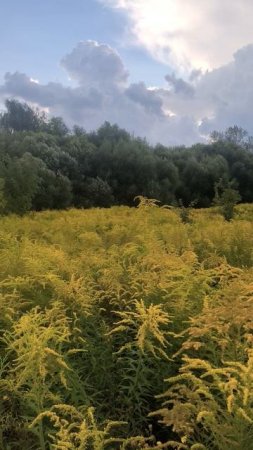 Луговые травы в городской черте
