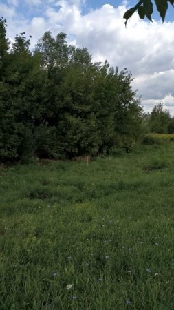 Природа в городе