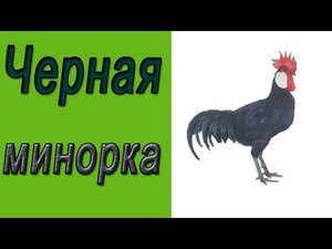 Минорка.  Порода кур черная минорка