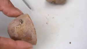 Bublic сажаем картофель в мешки