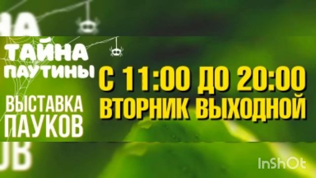 Выставка пауков, Екатеринбург ТРЦ "ГРИНВИЧ". пауки Екб. 2023. Пауки в ГРИНВИЧЕ!!!Из Санкт-Петербург