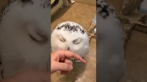 СОВУШКИ