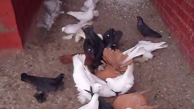 голуби.кубани