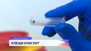 В Нижегородской области с начала сезона было обнаружено около сотни заражённых клещей