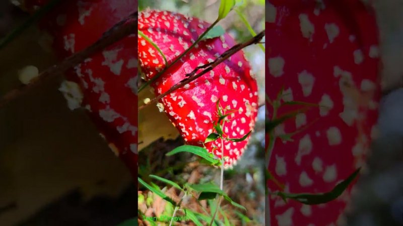 Красавец Мухомор.