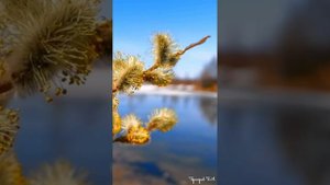 Весна пришла. Оркестр Поля Мориа. Красивая весенняя природа и красивая музыка