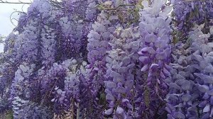 Цветение глицинии в Горячем Ключе