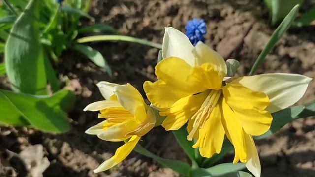 Нарцыссы - это весна, легкость, тонкий аромат, изящество