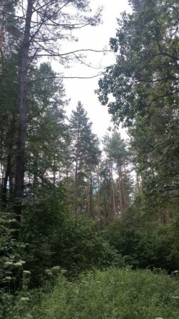 Среди сосен и кустарников