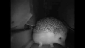 Ёжик чихнул ядерной бомбой