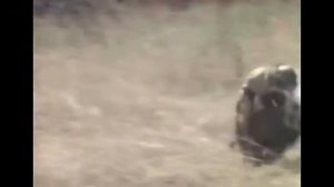 Обезьяны сбегают на кабане