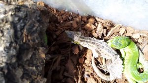 Как линяют прыткие ящерицы. Линка ящерицы