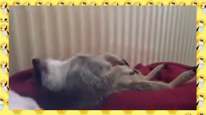 Спящий суслик!