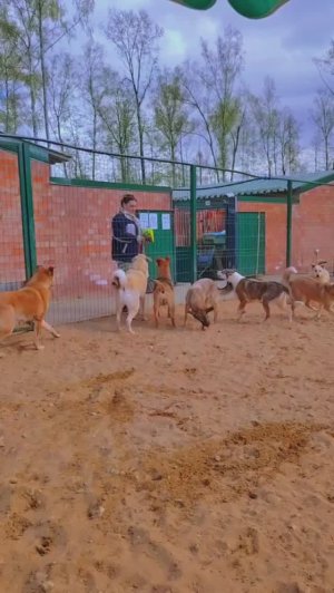 Волонтёрская суббота в приюте, хроника ❥ Приют в Малинках