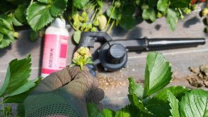 Кривая клубника? 5 главных причин и как вырастить идеальные ягоды!