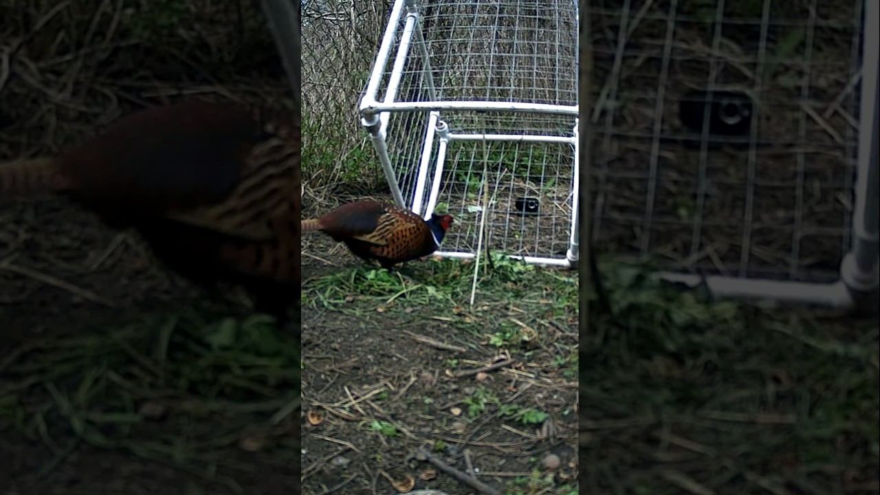 ФАЗАНА ПОЙМАТЬ ЛЕГКО #wildlife #весенняяохота #nature #загоннаяохота #hunting #лесной #животные