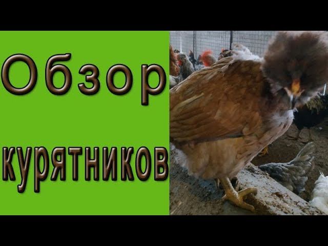 Подготовительные работы для посадки цыплят l Обзор курятника