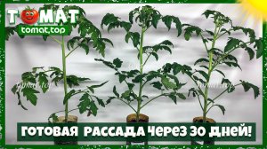 Почему рассада развивается так быстро? Рассада томатов готовая к высадке через 30 дней!