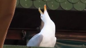 Смех Болгарской Чайки.