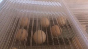 Инкубация куриных яиц. Наклёв.