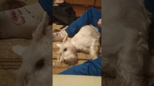 Готовим собаку