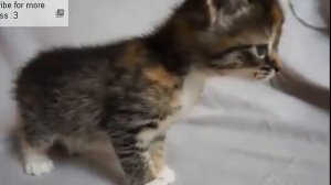 Котенок маму потерял
