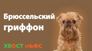 Все о породе брюссельский гриффон