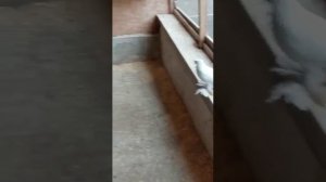 Карагандинский голубевод держит голубей в Германии!