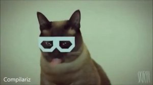 Коты танцуют Танцующие котики