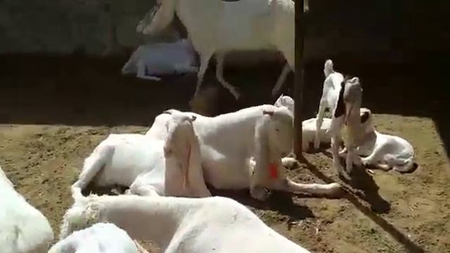 sheep Hair trimming hair cutting with electric clipper