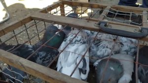 Рынок Соловки (Голуби).Solovki market (Pigeons).