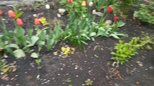 моя клумба у многоэтажки, проверяю на наличие заморозка
