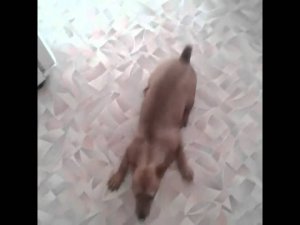 Vlog. Альмочка играет/ собачка дурит.