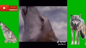 Ауф мемы☝️Лучшая подборка#1