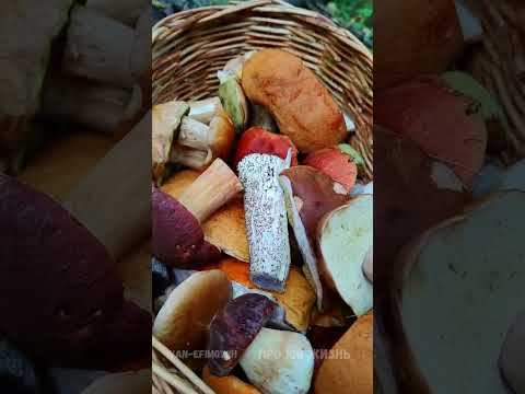 По грибы в лес.