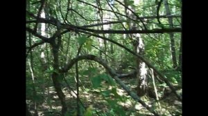 СНЕЖНЫЙ ЧЕЛОВЕК, ЙЕТИ. Документальные материалы  о реликтовом гоминиде. Поездка на точку 04.08.2024